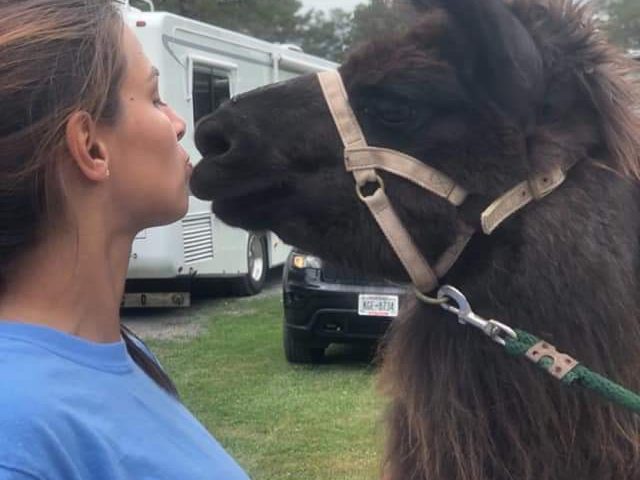 llama kisses
