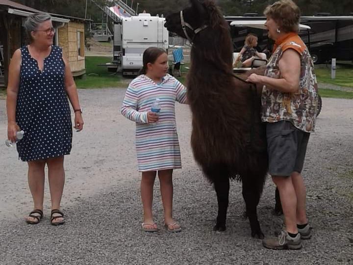 llama with women